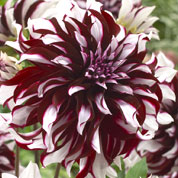 Dahlia Grandes Fleurs Dcoratif 'Tartan'